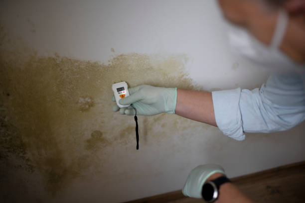 Best Commercial Mold Removal  in Gratton, VA