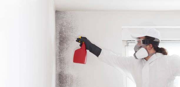 Best Black Mold Removal  in Gratton, VA