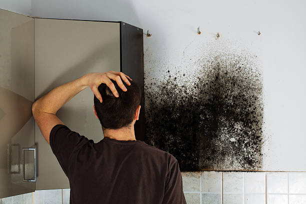 Office Mold Removal Services in Gratton, VA