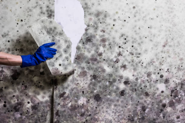 Best Mold Testing  in Gratton, VA